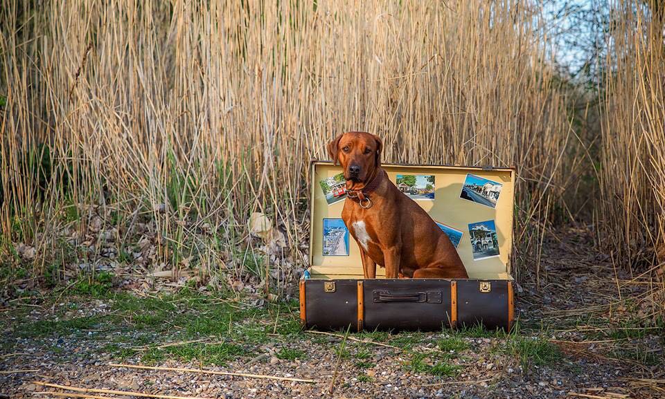 Urlaub mit dem Hund Hundefreundliche Hotels und Pensionen in der
